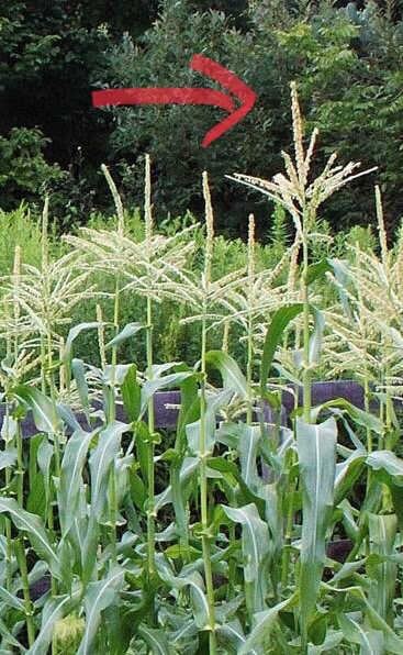 6-tips-for-growing-corn-in-small-spaces_3
