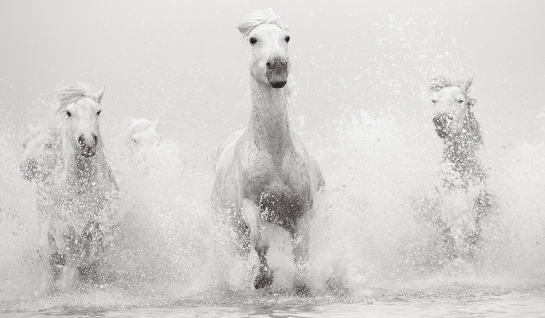 White-Horses-Camargue-Drew-Doggett-Luminary.jpg